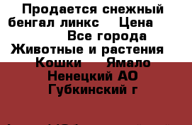 Продается снежный бенгал(линкс) › Цена ­ 25 000 - Все города Животные и растения » Кошки   . Ямало-Ненецкий АО,Губкинский г.